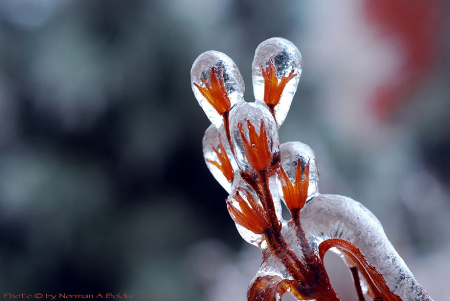 Natural masterpieces of ice