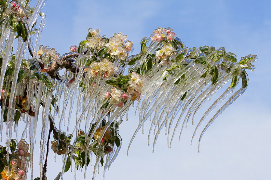 Natural masterpieces of ice