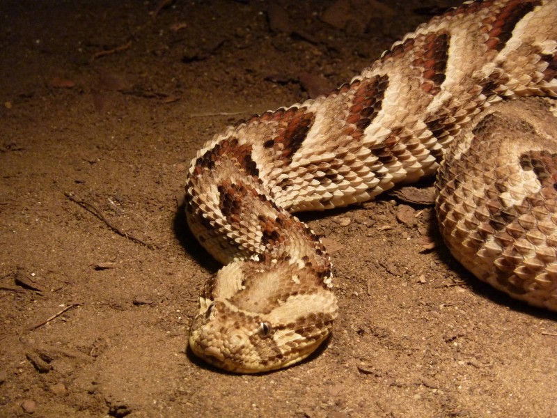 Puff Adder