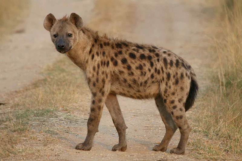 Spotted-Hyena
