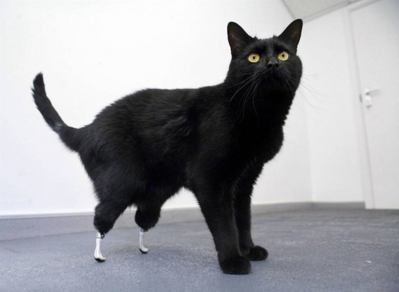 bionic_cat