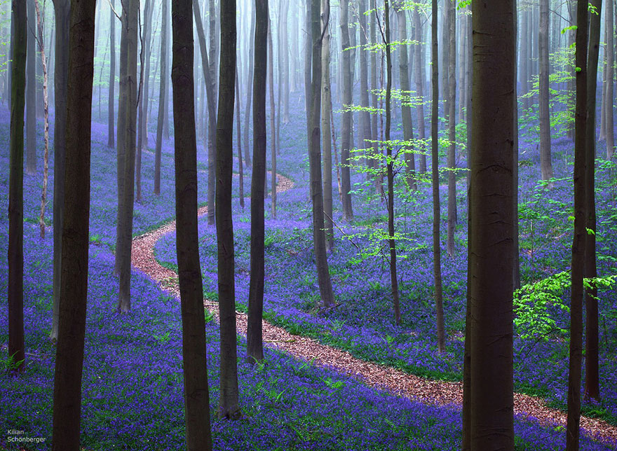 Mystical forest 