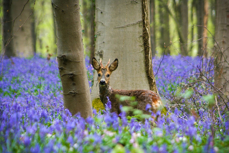 Mystical forest 