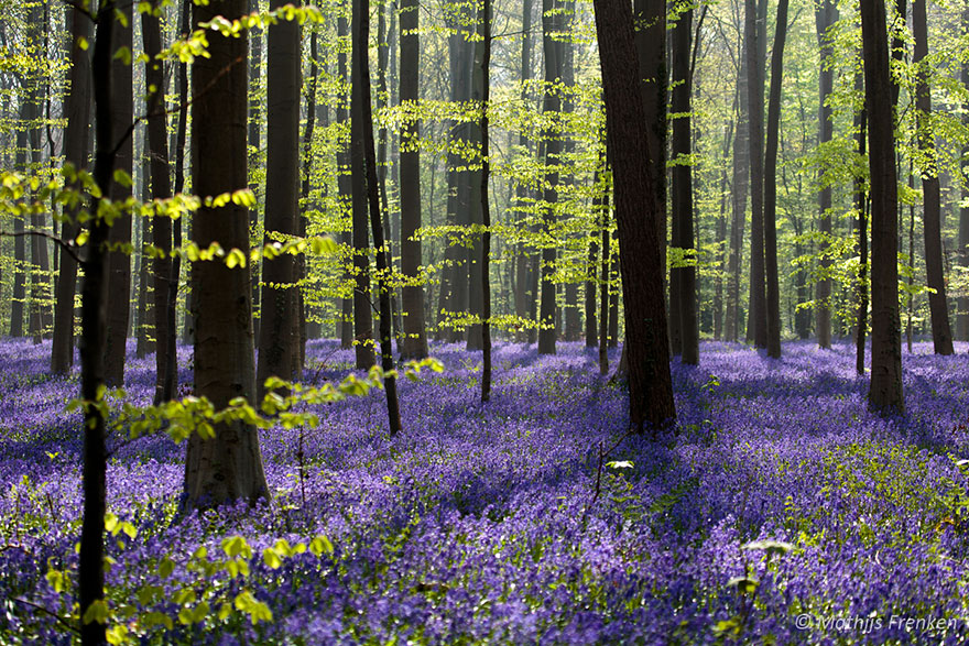 Mystical forest 