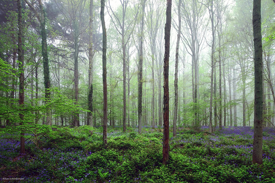 Mystical forest 