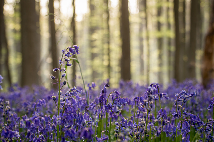 Mystical forest 