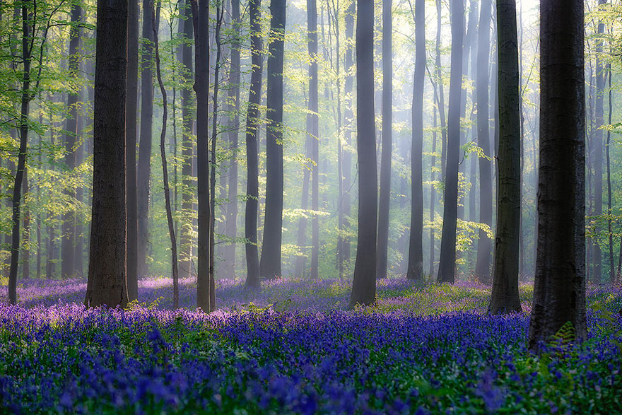 Mystical forest 