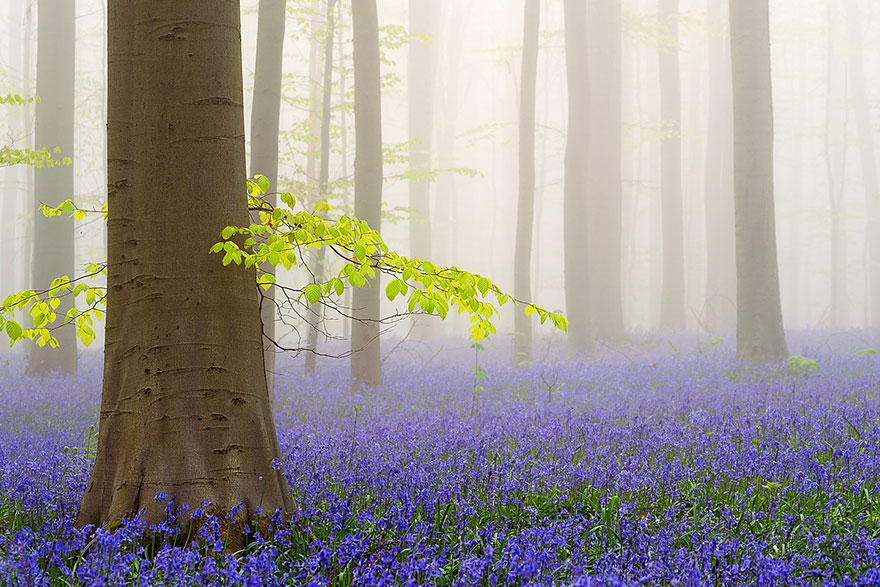 Mystical forest 