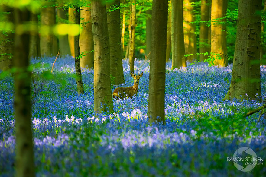 Mystical forest 