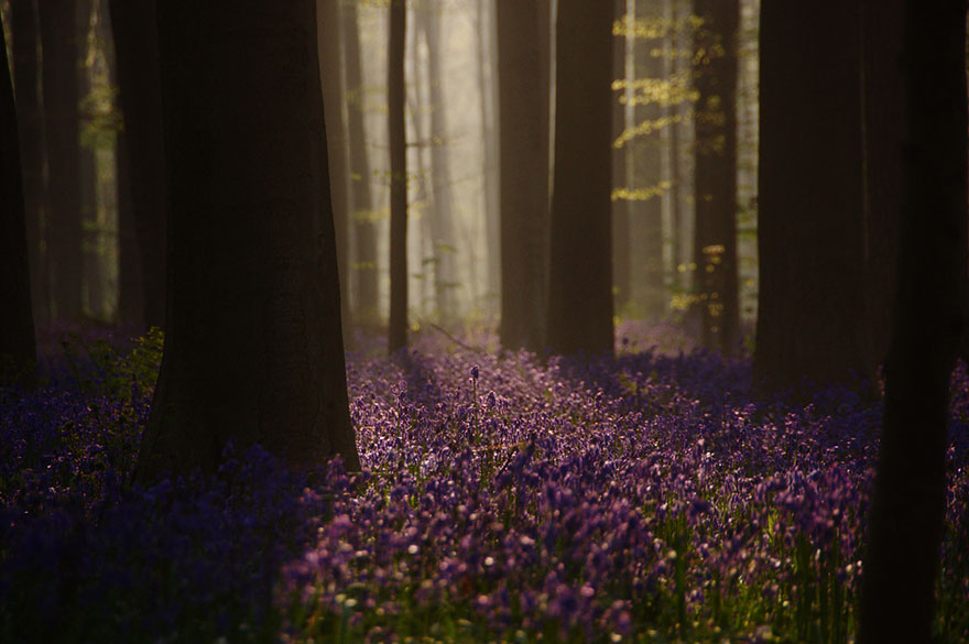 Mystical forest 