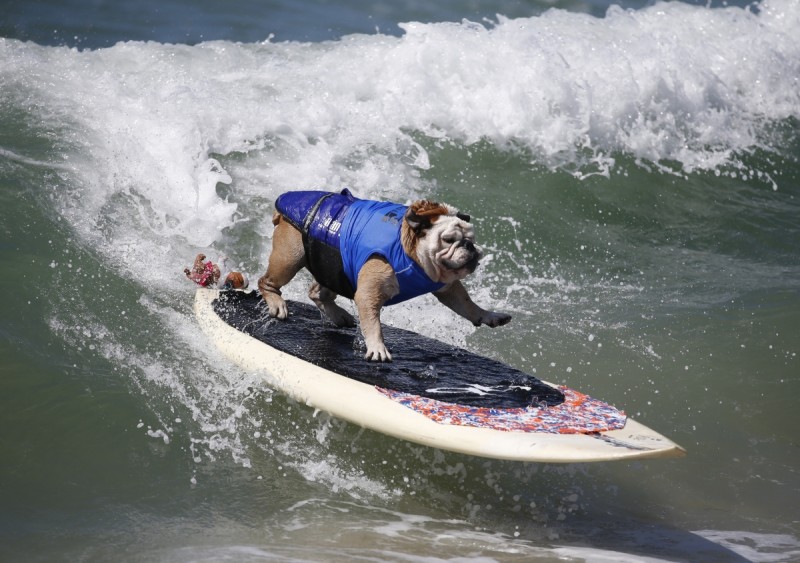surf_dog_07