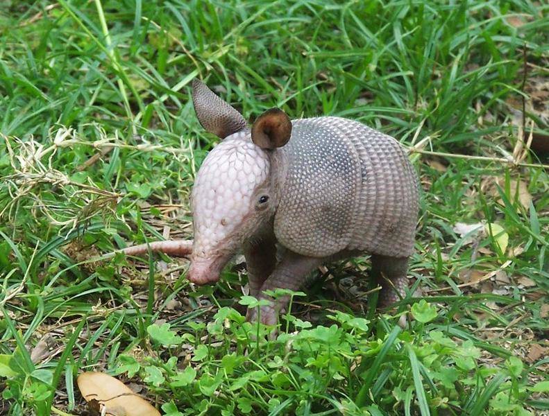 Armadillo