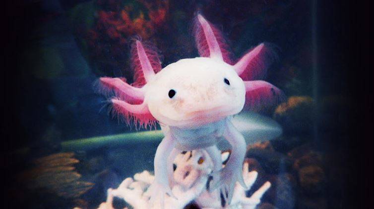 Axolotl