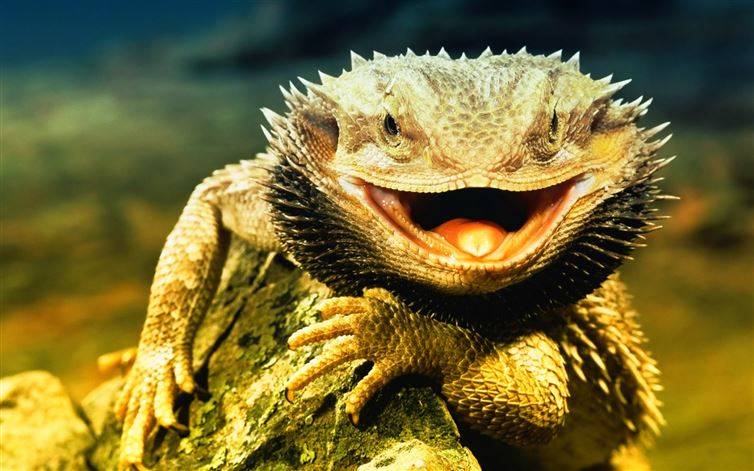 Bearded Dragons