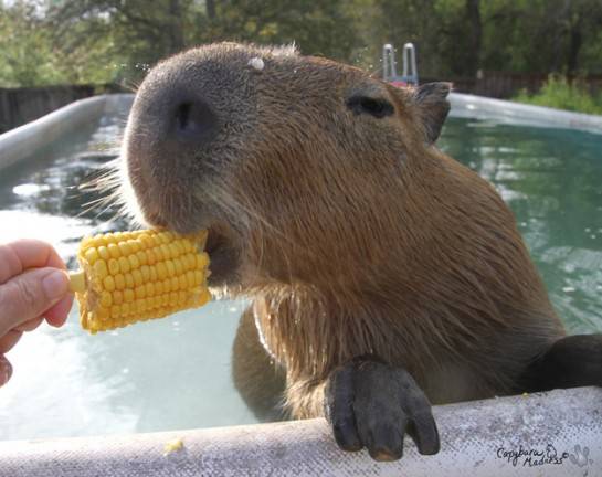 Capybara