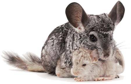 Chinchilla