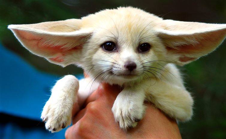 Fennec Fox