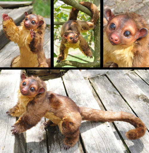 Kinkajou