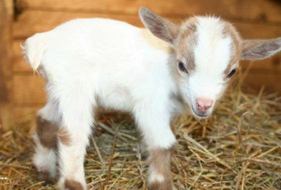 Pygmy Goat