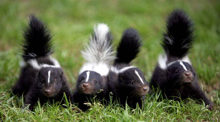 Skunks