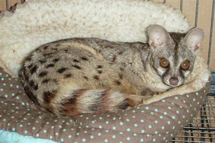 Spotted Genets