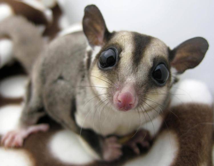 Sugar Glider