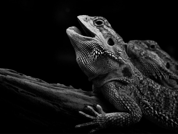 Black and white photos of animals