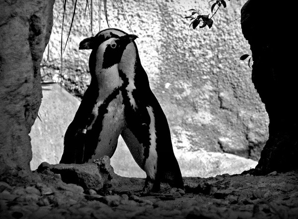 Black and white photos of animals