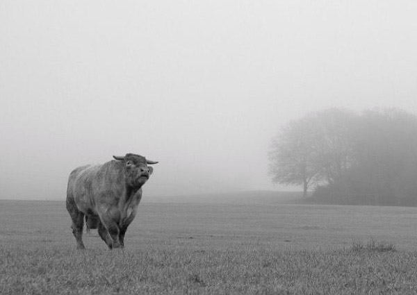 Black and white photos of animals