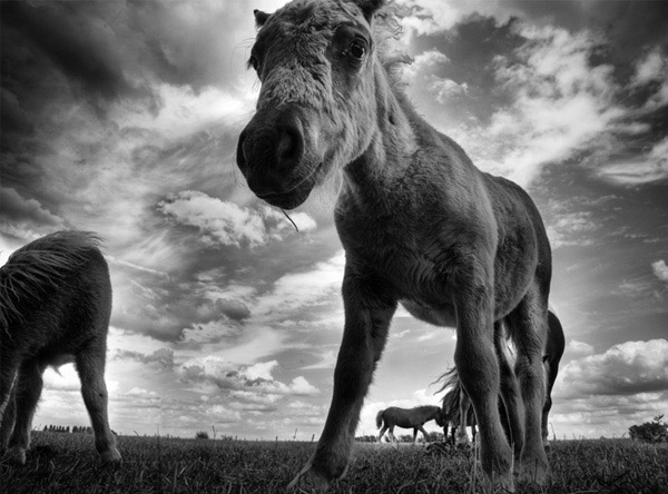 Black and white photos of animals