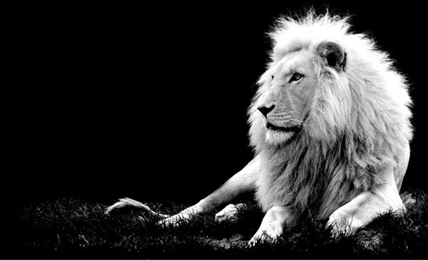 Black and white photos of animals