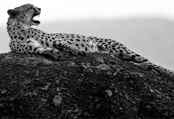 Black and white photos of animals