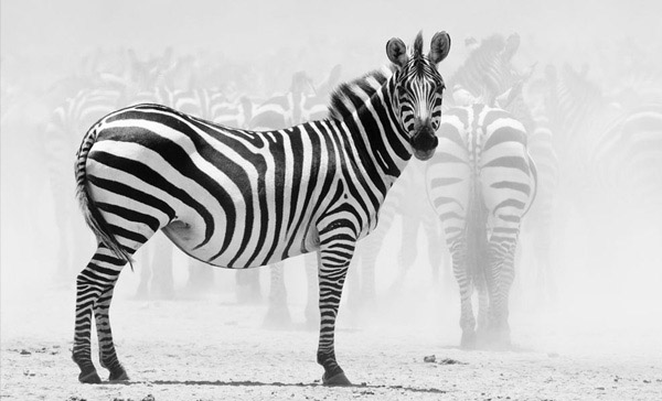 Black and white photos of animals