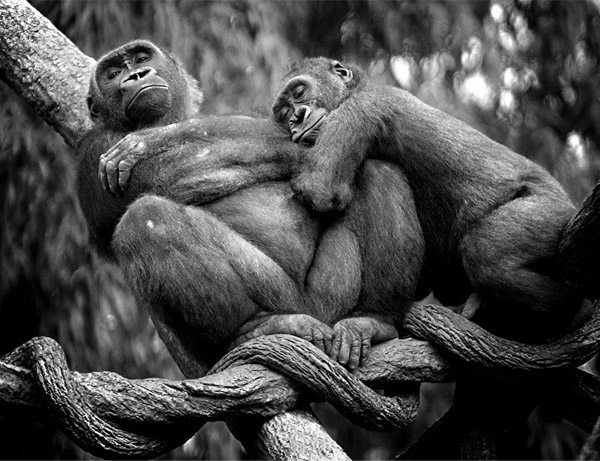 Black and white photos of animals