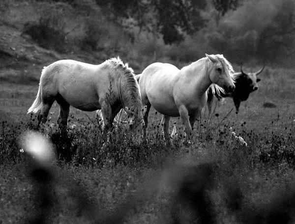 Black and white photos of animals