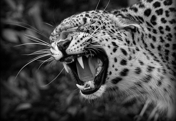 Black and white photos of animals