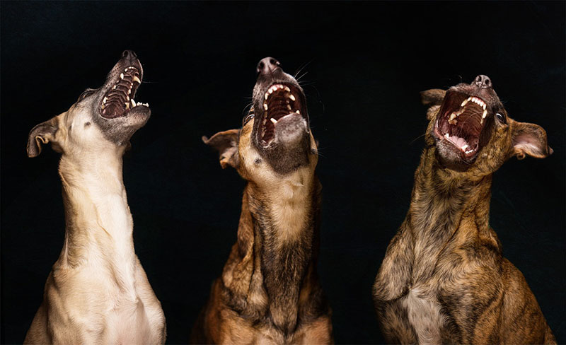 12 extraordinary dog portraits