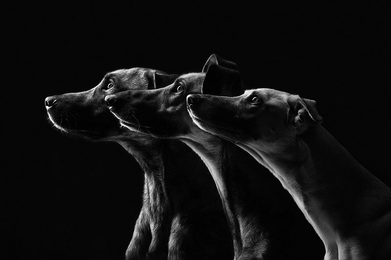 12 extraordinary dog portraits