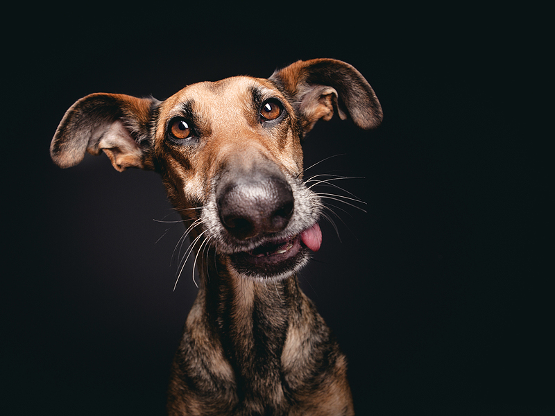 12 extraordinary dog portraits