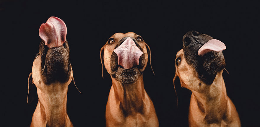 12 extraordinary dog portraits