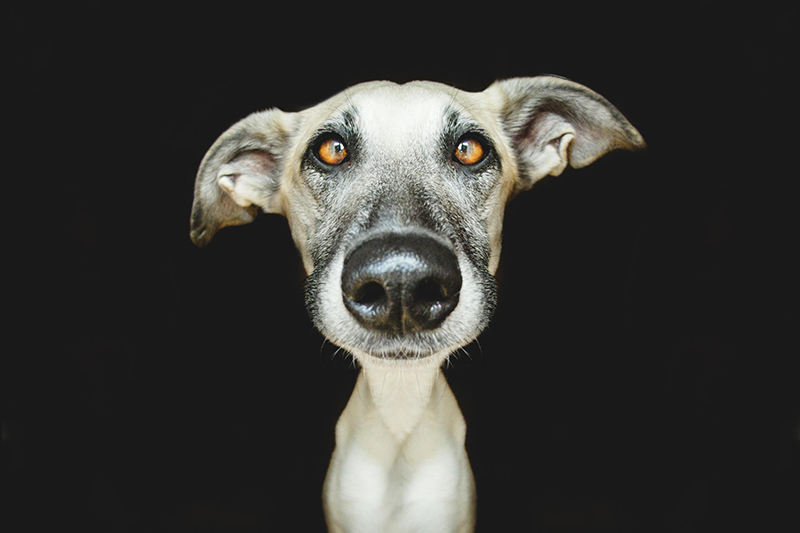 12 extraordinary dog portraits