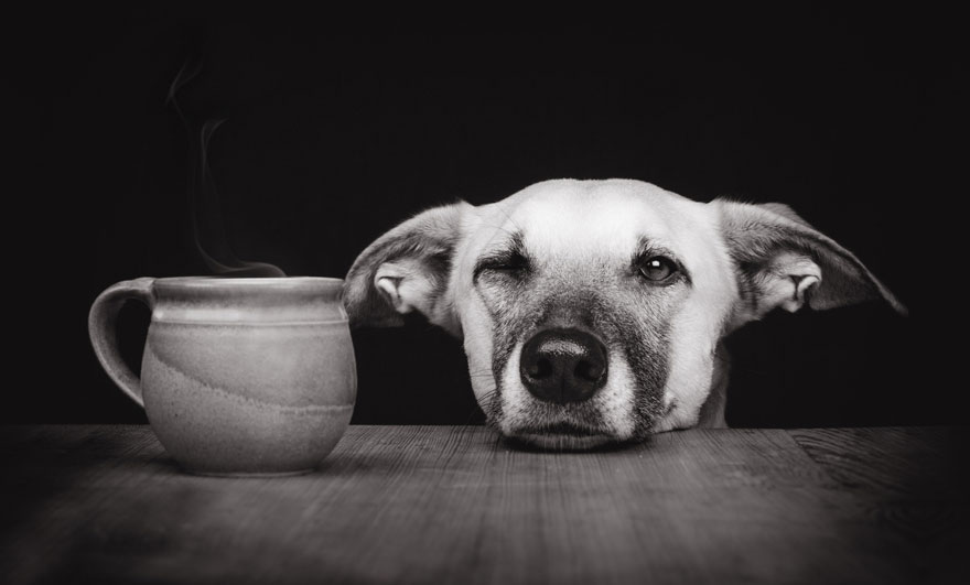 12 extraordinary dog portraits