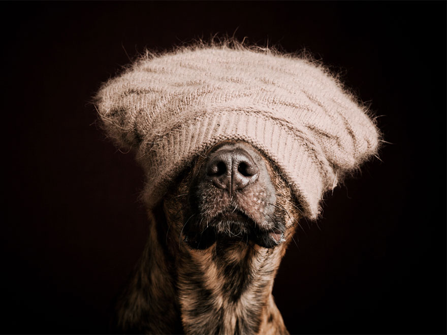 12 extraordinary dog portraits