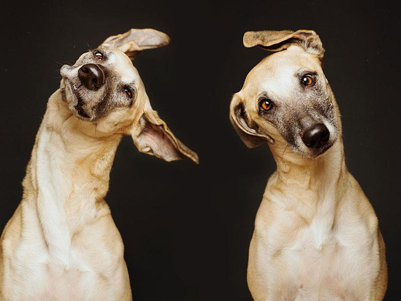 12 extraordinary dog portraits