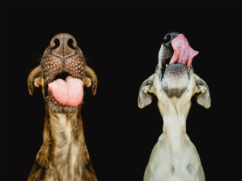 12 extraordinary dog portraits