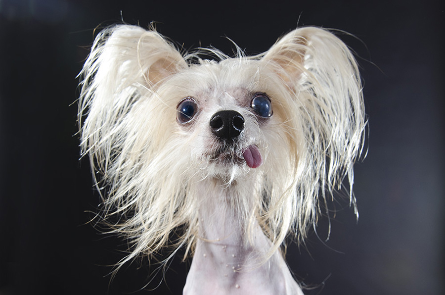 8 amazing hairless dogs