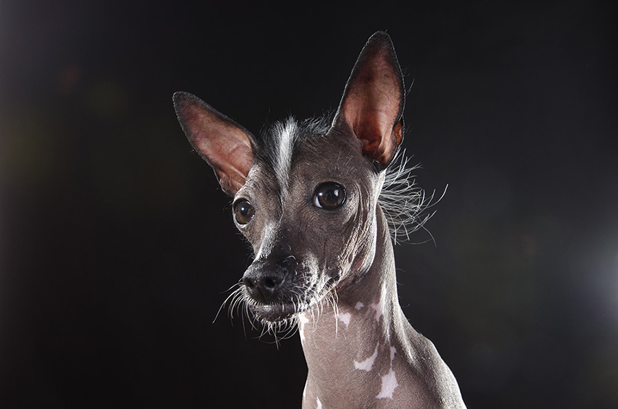 8 amazing hairless dogs