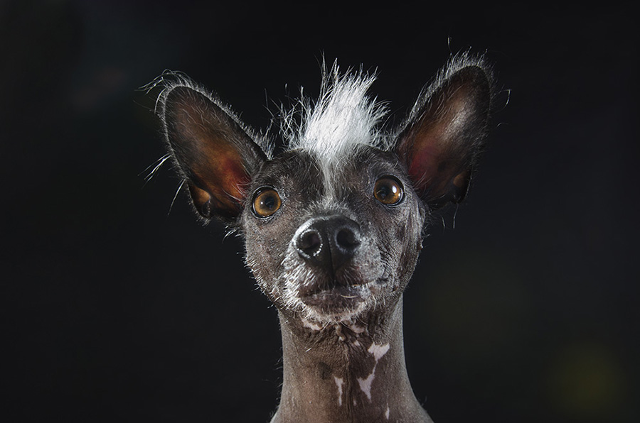 8 amazing hairless dogs