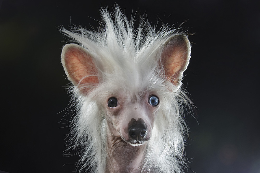 8 amazing hairless dogs