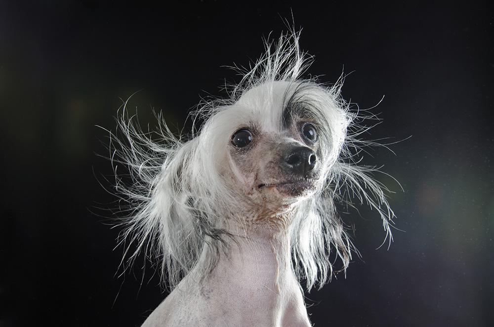 8 amazing hairless dogs
